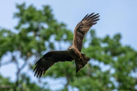 Black kite flying in the forest Foto stock