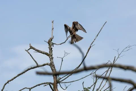 Black kite flying in the forest Stock Photos
