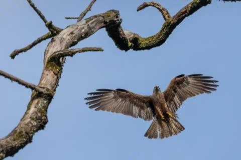 Black kite flying in the forest Stock Photos