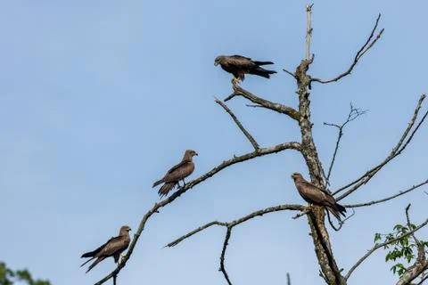 Black kite flying in the forest Stock Photos