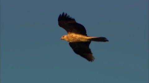 Black kite flying over trees Stock Footage 132302714