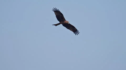 Black Kite Flying Overhead in Clear Sky Wildlife Footage Video stock 331083931