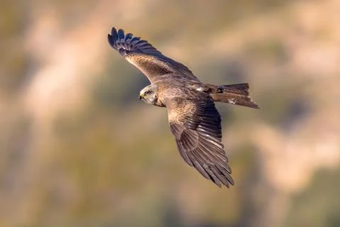 Black kite flying Stock Photos