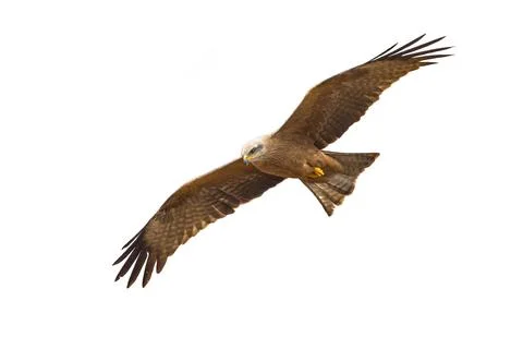 Black kite flying Stock Photos