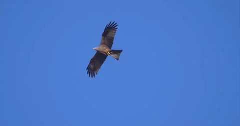 Black kite flying pooping Stock Footage 281086496
