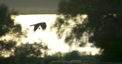 Black kite flying prey 3 Stock Footage 281163096