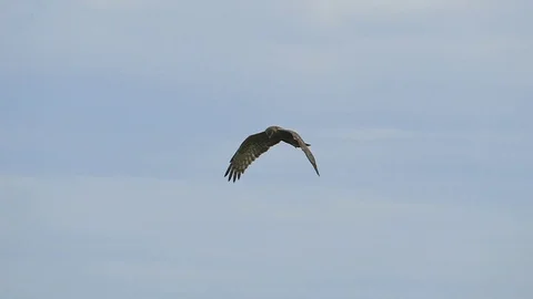 Black kite flying on sky. Stock Footage 71432894