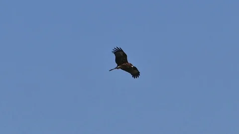 Black kite flying on sky. Stock Footage 72110517
