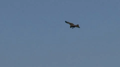 Black kite Stock Footage 18183389