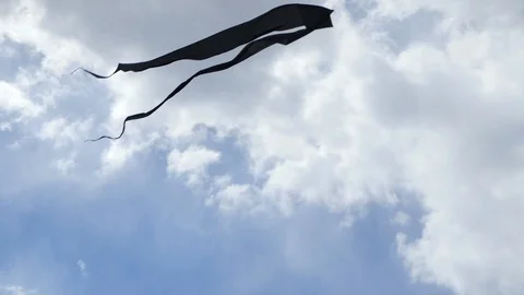  Black Kite Stock Footage 98142019