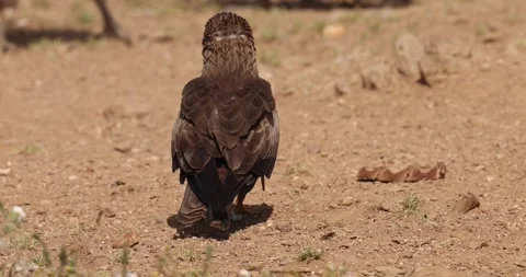 Black kite Stock Footage 311800366