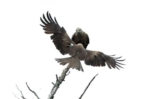 Black kite in the forest Foto stock