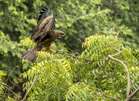Black kite landed on the tree 스톡 사진