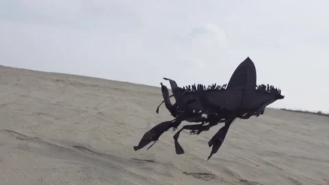 Black Kite Lands on Sand Stock Footage 77767393