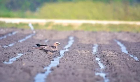 The black kite is a medium-sized bird of prey about to drink water Foto stock