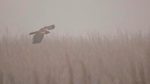 Black kite (milvus migrans) in "Estany dIvars". Stock Photos