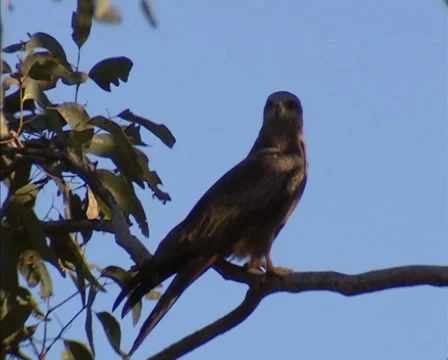Black kite (Milvus migrans) in Eucalyptus tree + zoom out Stock Footage 31903836