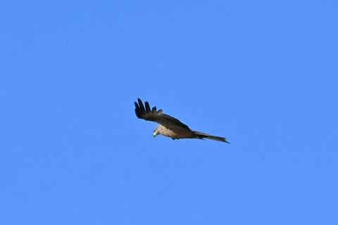 Black Kite, Milvus migrans, in flight against a blue sky 写真素材
