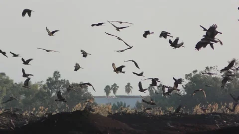 Black kite Milvus migrans fly above compost mounds in Beit Shean valley, Israel Видео 171963993