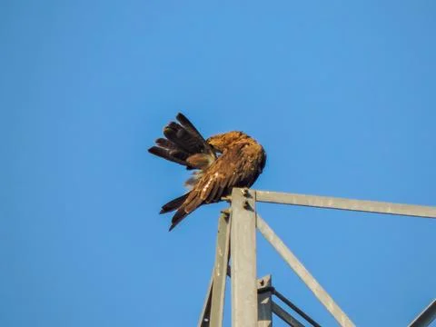 A Black Kite (Milvus migrans), a medium-sized bird of prey commonly found in Stockfoto's