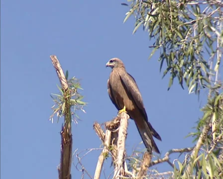 Black Kite (Milvus migrans) perched on branch against blue sky Stock Footage 32298347