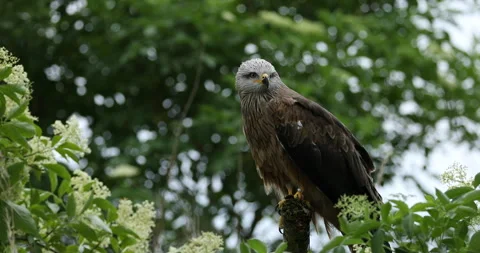 Black kite, Milvus migrans, perched on branch in elder flower, blossoms around Stock Footage 201499101