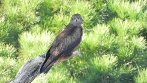 Black kite, Milvus migrans, Spain Stock Footage 234424328