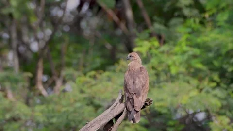 Black Kite Observing Environment from Tree Perch Stock Footage 311122140