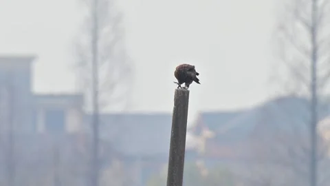 Black Kite Perched on a Concrete Pole in Urban Environment Stock Footage 330565017