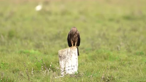 Black Kite Perched Grooming Feathers with Beak Natural Wildlife Behavior 4K Stock Footage 332238768