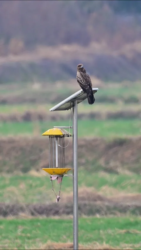Black Kite Perched on Solar Panel Pole in Rural Field Background 스톡 동영상 330621928