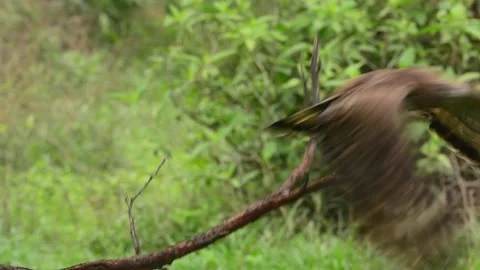 Black Kite Perched on Tree Branch and Taking Off into Flight Stock Footage 345631637