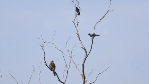 Black Kite Perched on a Tree with Hooded Crow and Jackdaw Stock Footage 332777509