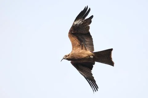 Black kite Stock-Fotos
