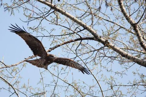 Black kite Foto stock