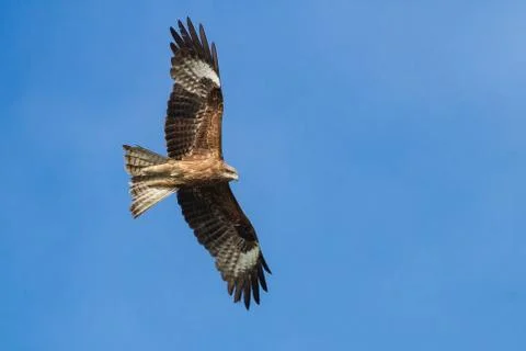 Black kite Foto stock