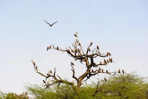 Black Kite Stock Photos