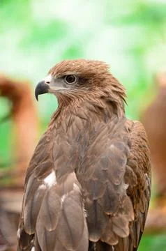Black kite Stock Photos