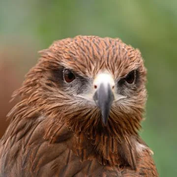 Black kite Stock Photos