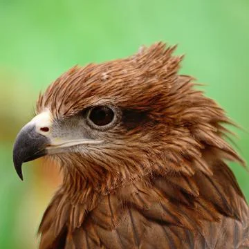 Black kite Stock Photos