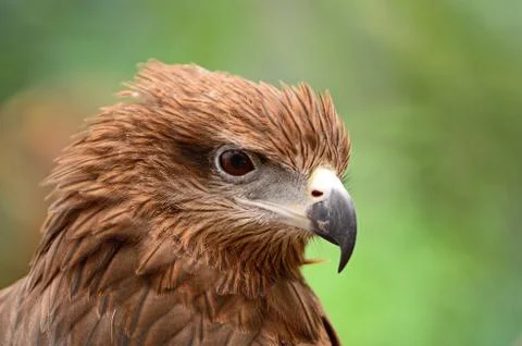 Black kite Stock Photos