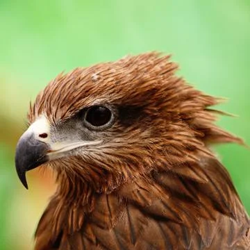 Black kite Stock Photos