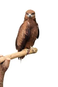 Black kite Foto stock