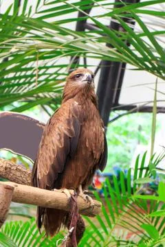 Black kite Stock Photos