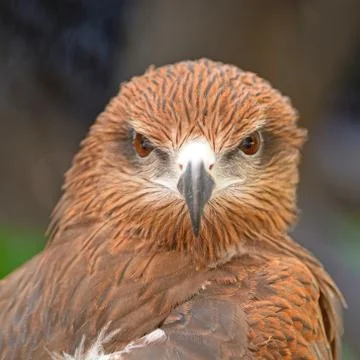 Black kite Stock Photos