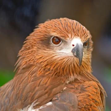 Black kite Stock Photos