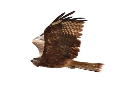 Black kite Foto stock