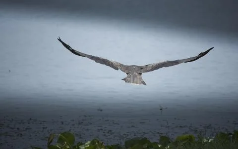 Black kite Stock Photos
