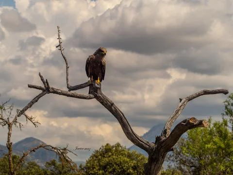 Black kite Stock Photos