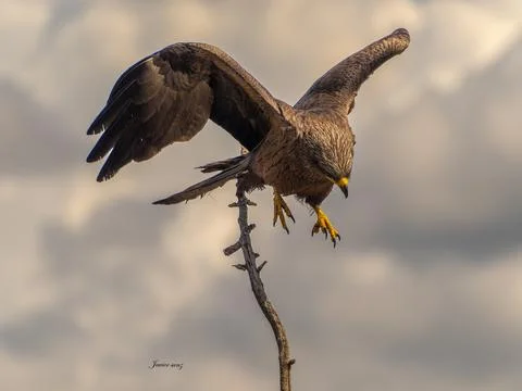 Black kite Stock Photos